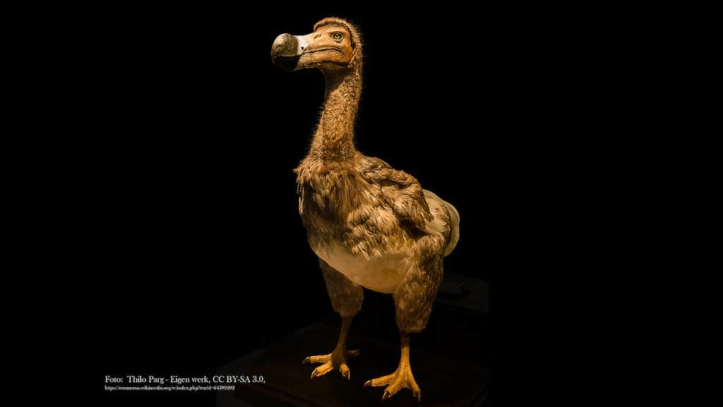 Lezing: De dodo, levenslessen van een uitgestorven icoon - Museum