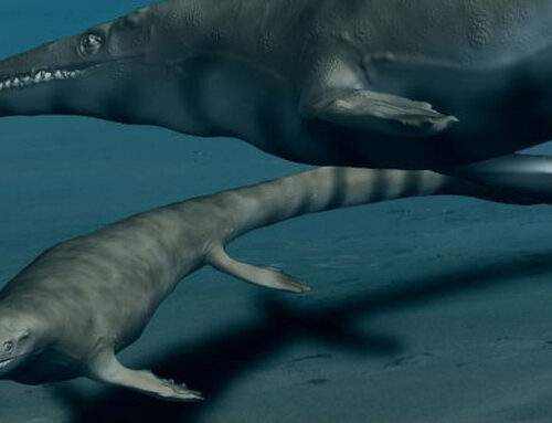 Activiteiten Geologische Vereniging Zuid-Limburg