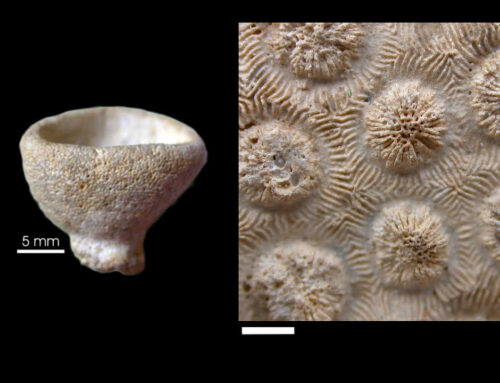 Geologie lezing over sponzen en koralen uit het Krijt van Zuid-Limburg