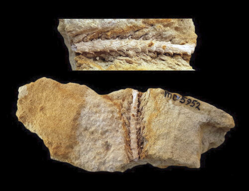 Presentatie Plantfossielen uit het Santonien van La Calamine en omgeving door Mart Deckers